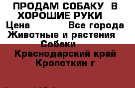 ПРОДАМ СОБАКУ  В ХОРОШИЕ РУКИ  › Цена ­ 4 000 - Все города Животные и растения » Собаки   . Краснодарский край,Кропоткин г.